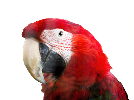 Red macaw parrot isolated on white background. Close up.の写真素材