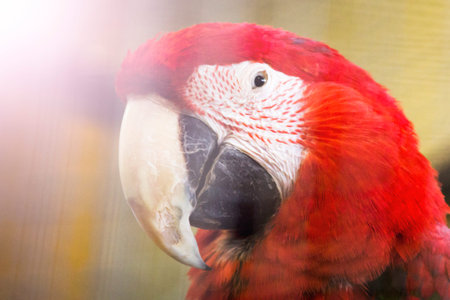 Macaw parrot close-up. Beautiful red parrot.の写真素材