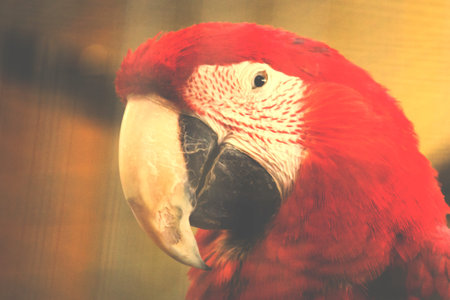Red macaw parrot, close-up, selective focus.の写真素材