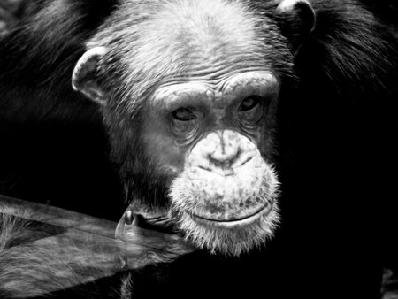 Chimpanzee monkey portrait in black and white. Animal portrait.