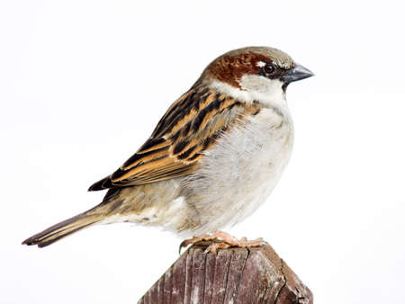 A beautiful sparrow on a tree branchの写真素材