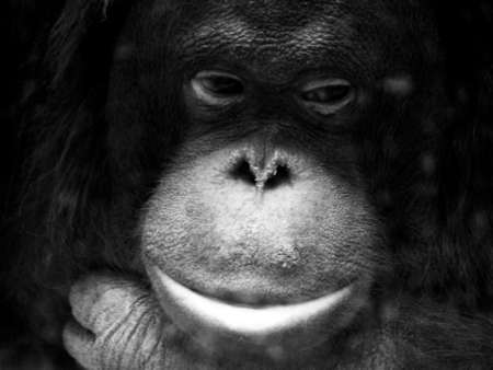 Pensive chimpanzee, portrait of an animalの写真素材