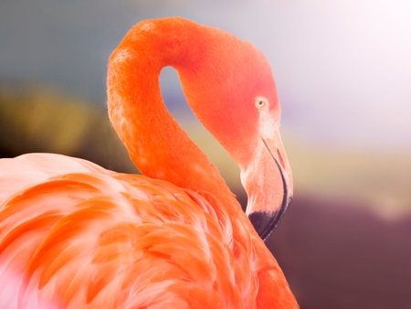 Close up of pink flamingo head on blurred background, shallow depth of field