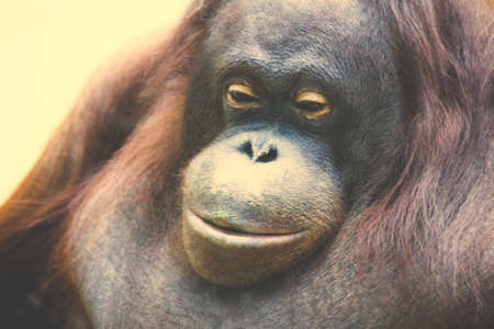 Pensive chimpanzee, portrait of an animalの写真素材