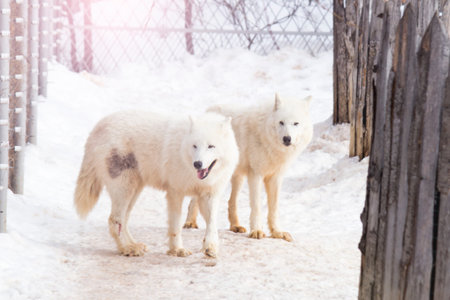 Two white wolves in the snow.の写真素材