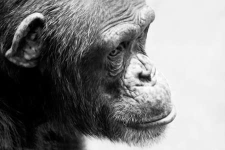 Chimpanzee portrait in black and white. Monochrome.の写真素材