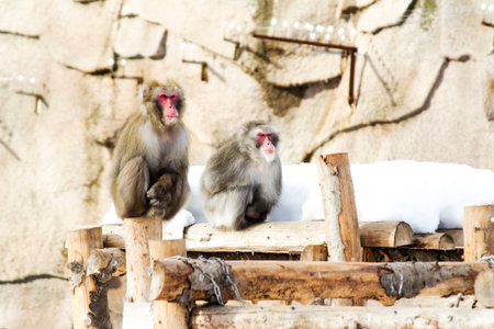 Japanese macaques in a zoo