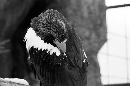 Big eagle in nature, winter seasonの写真素材