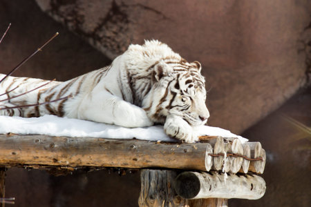 White tiger in the zoo. Beautiful white bengal tiger.の写真素材