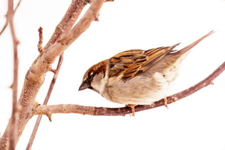 A beautiful sparrow on a tree branchの写真素材