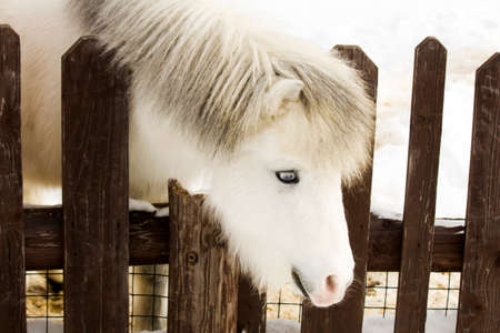 White pony on a winter walkの写真素材