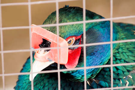 Exotic colored bird with a sick beak, veterinary conceptの写真素材
