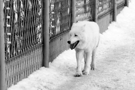 Black and white photo of a dog in winter.