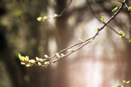 Spring buds on the branches of a tree in the rays of the sunの写真素材