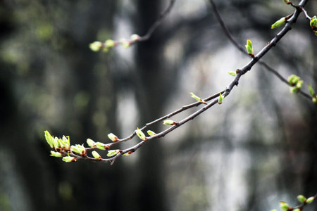 Spring buds on the branches of a tree in the forest. Spring background