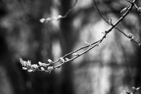A closeup shot of a tree branch with buds in black and whiteの写真素材