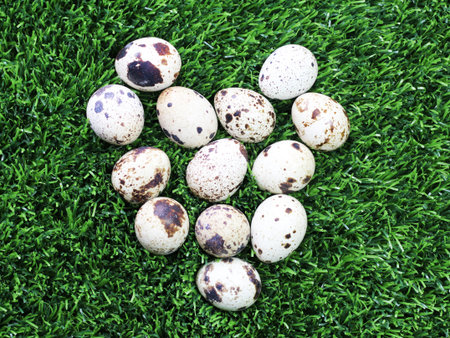 Quail eggs on the grass in the park