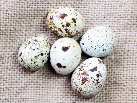Quail eggs in the nest, bird offspringの写真素材