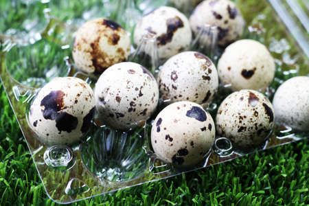 Quail eggs on a plastic stand, grass backgroundの写真素材