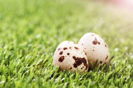 Quail eggs on the grass in the park