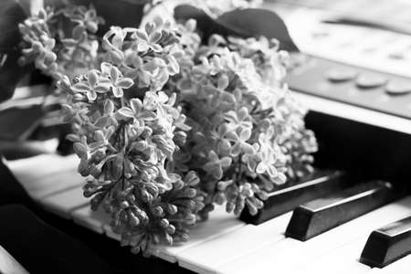 Syringa flowers and piano keyboard, black and white tone.の写真素材