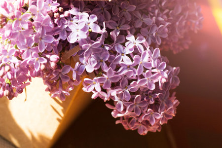 Beautiful fragrant lilac, spring flowers