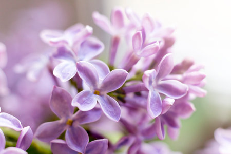 Beautiful fragrant lilac, spring flowersの写真素材
