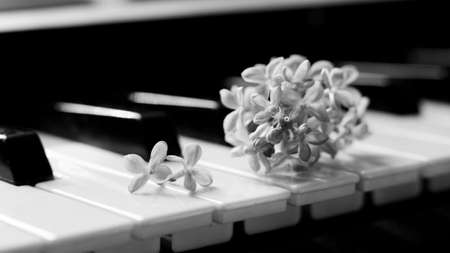 Black and white photo of piano keys and flowers. Selective focus.の写真素材