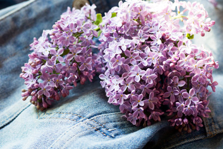 Beautiful fragrant lilac and jeans, spring flowersの写真素材