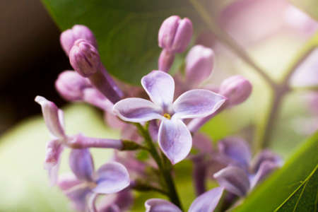 Beautiful fragrant lilac, spring flowersの写真素材