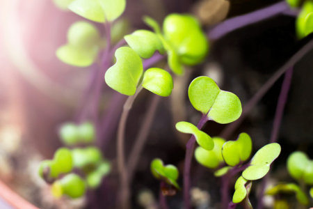 Young seedlings of radish in a pot on a blurred background