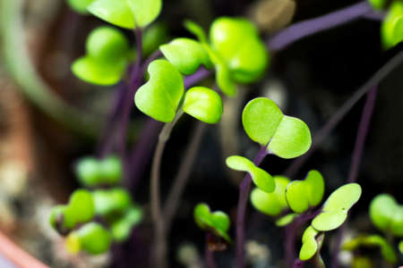 Little seedlings of radish in a pot close-up.の写真素材