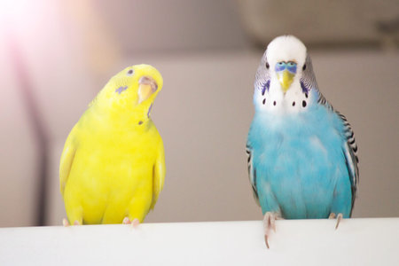 Blue and yellow budgie on the balcony, a married pair of birds