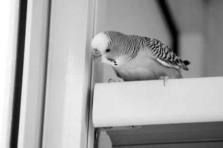 Budgerigar sitting on a window sill in black and whiteの写真素材
