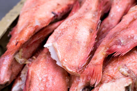 Fresh frozen sea bass in a box, fish businessの写真素材