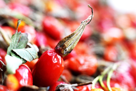 Rosehip berry and leaves close-up. Shallow depth of fieldの写真素材