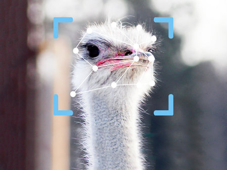 Face recognition. Ostrich in a digital recognition frame.の写真素材