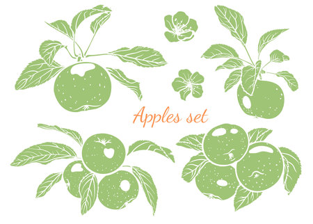 hand drawn monochrome apples, their leaves and flowers. graphic drawing of apples, vector illustrationのイラスト素材