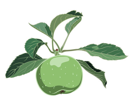 green apple on a branch with leaves on a white background, botanical illustration, vectorのイラスト素材