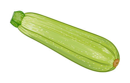 fresh green zucchini on a transparent background. botanical illustration of zucchini fruitのイラスト素材