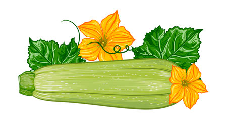 composition with fresh green zucchini with leaves and flowers on a transparent background.のイラスト素材