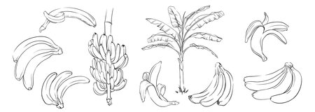 Hand drawn monochrome bananas. Contours of banana, banana bunch and banana plant. black and white vector illustration of bananasのイラスト素材