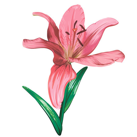 Pink lily flower isolated on white background. Vector hand drawn illustration.のイラスト素材