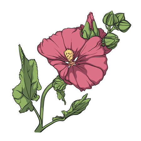A beautifully detailed illustration of a blooming mallow with vibrant petals and lush green leaves.のイラスト素材