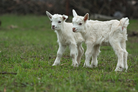 Two cute little five-day old kids standing on green grass. Selective focus imageの写真素材