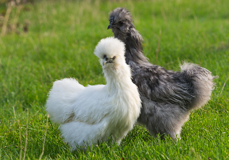A pair of silkie chicken: gray rooster and white hen on the green grass. Silkie - an unusual breed poultry with fluffy like wool feathers and black leather. A pair of silkie chicken: gray rooster and white hen on the green grass. Silkie - an unusual breed poultry with fluffy like wool feathers and black leather.