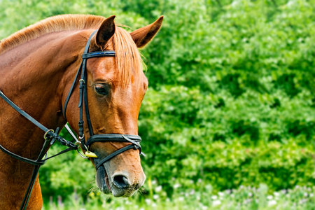 Portrait of a red horse on a green background with copyspace. The head of an animal in profile. A young mare of an Arab-Trakehner crossbreed in a bridleの写真素材