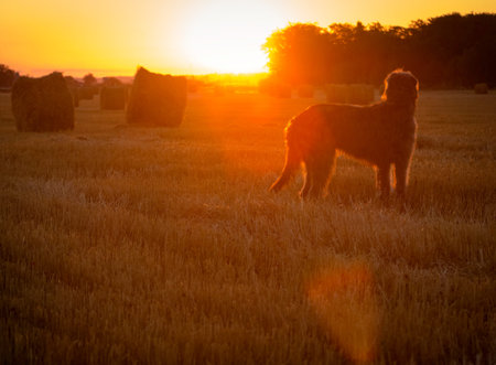 Gray Irish wolfhound looks at the rising sun
