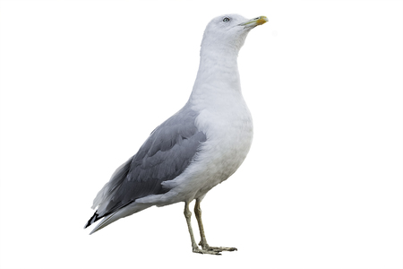 Seagull with white and gray plumage isolated on white backgroundの写真素材