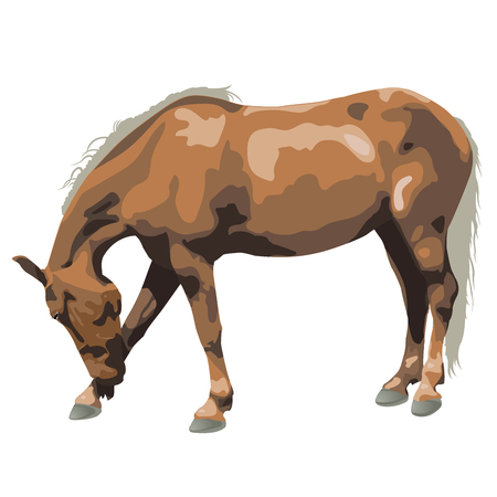 Classic silver dapple mare isolated vector illustrationのイラスト素材